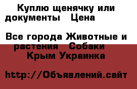 Куплю щенячку или документы › Цена ­ 3 000 - Все города Животные и растения » Собаки   . Крым,Украинка